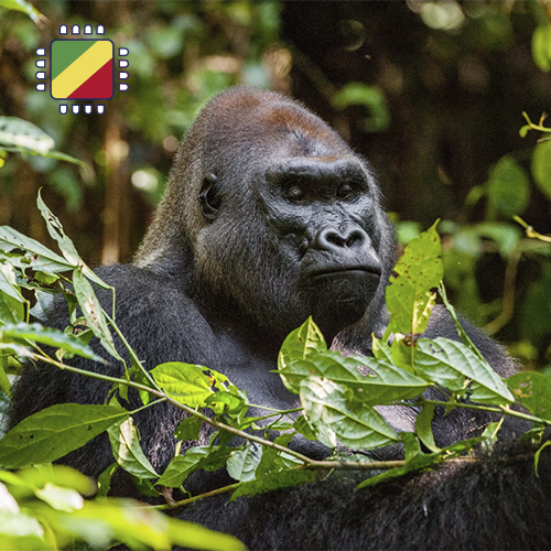 Congo opwaarderen 10GB (7 dagen)