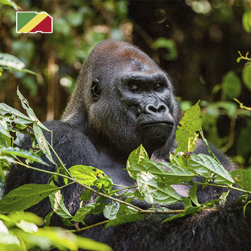 [SIM_8988_CONGO_10GB_30D] Data Simkaart Congo-Brazzaville - 10GB